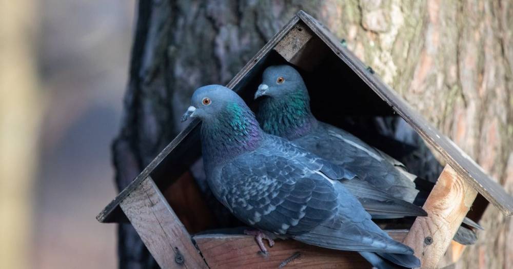 Контрабандные птицы: в Сумской области задержали мужчину с декоративными голубями