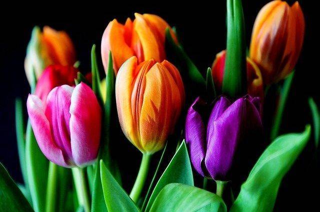 ВЦИОМ: на 8 марта цветы получили 66 процентов россиянок