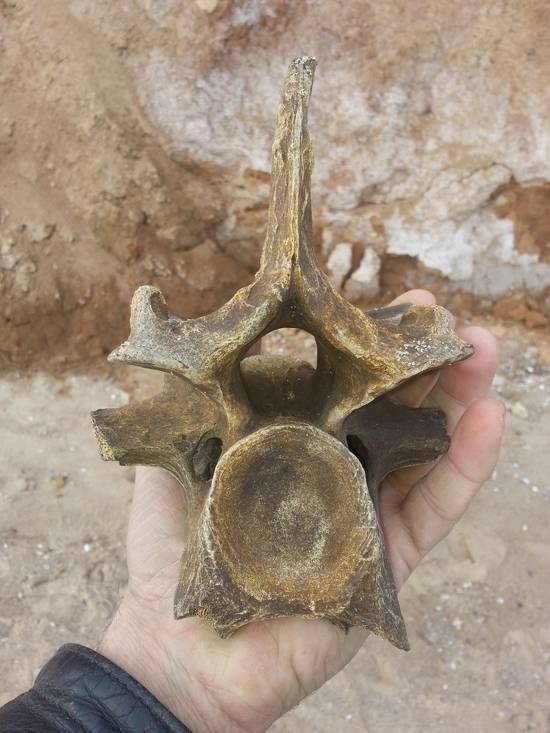 Под Одессой нашли останки доисторического носорога: в сети разгорелись баталии