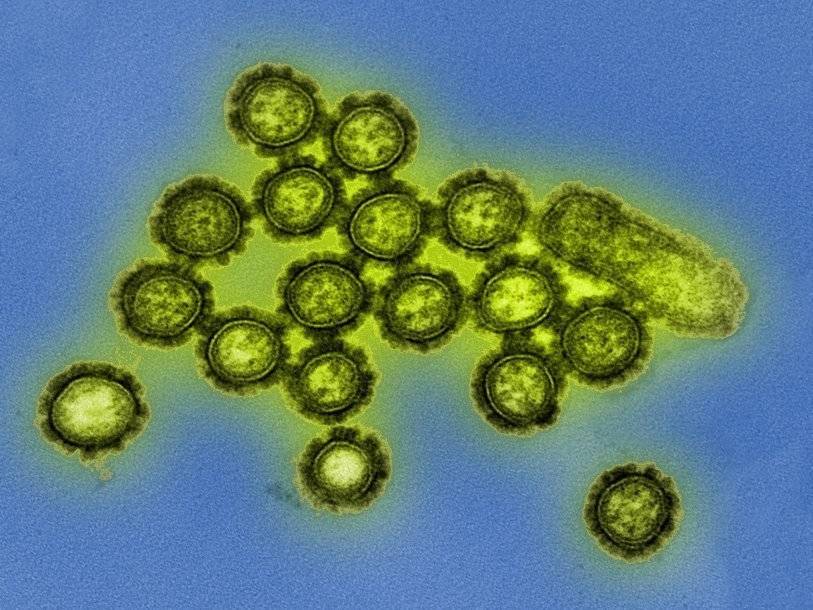 Новая вакцина защищает сразу от нескольких подтипов вируса гриппа А