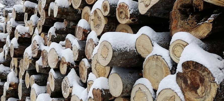 В районе Карелии суд наказал местных жителей за вырубку 72 деревьев