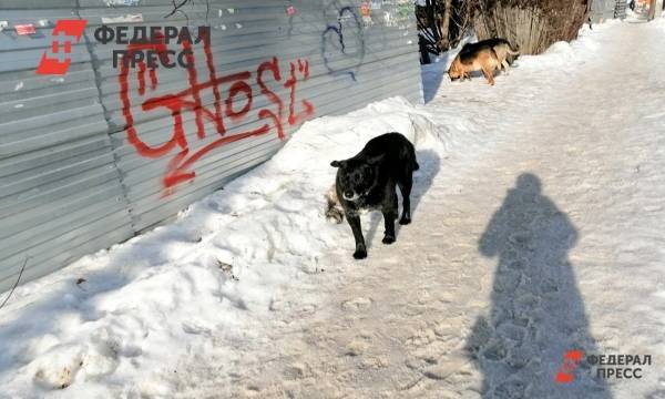 В Новокузнецке ищут свидетелей нападения собачьей стаи на школьницу