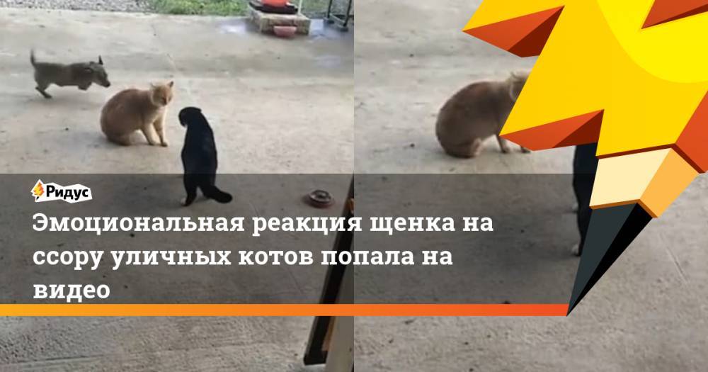 Эмоциональная реакция щенка на ссору уличных котов попала на видео