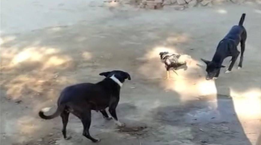 Зашли не на тот район: бравый петух вступил в схватку с двумя собаками и победил - видео