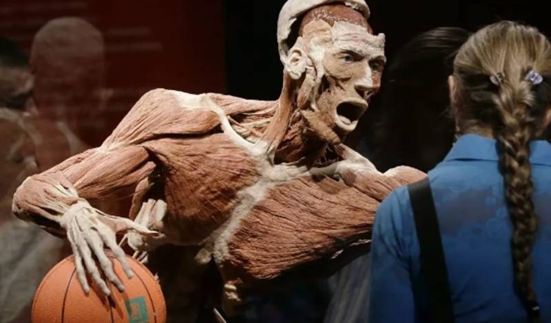 На ВДНХ анатомическую выставку "Мир тела" назвали частной инициативой