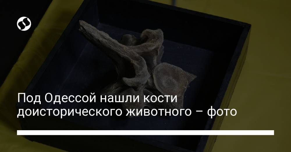 Под Одессой нашли кости доисторического животного – фото