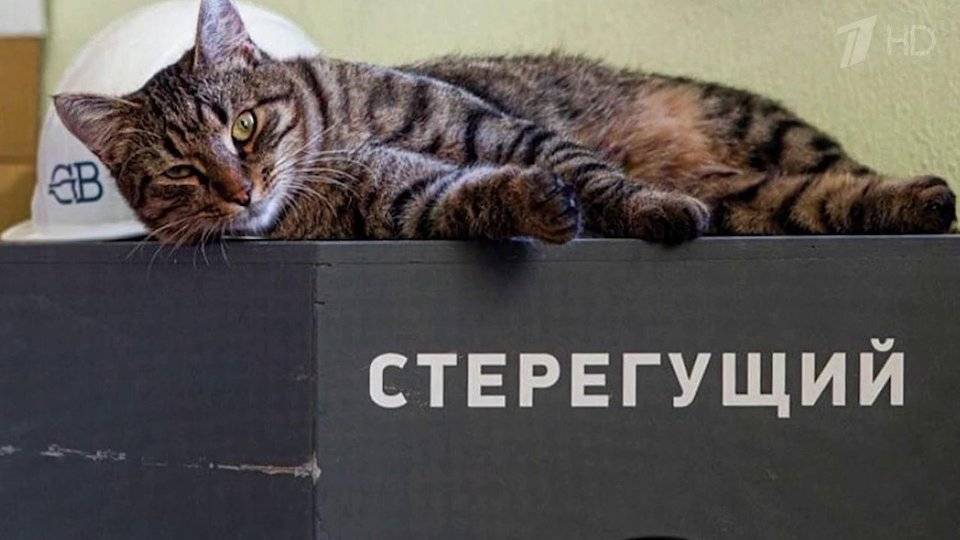 В Санкт-Петербурге объявили масштабную перепись котов, хранителей музеев и библиотек