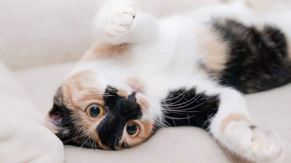 Ветеринар объяснил опасность удаления когтей домашним кошкам