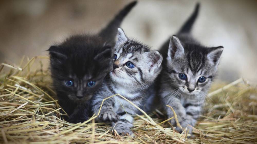 Каннибализм кошек объяснили отсутствием материнского инстинкта