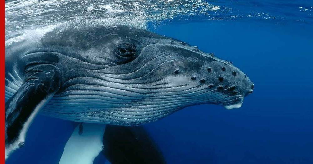 Биологи раскрыли настоящую причину огромного мозга у китов и дельфинов