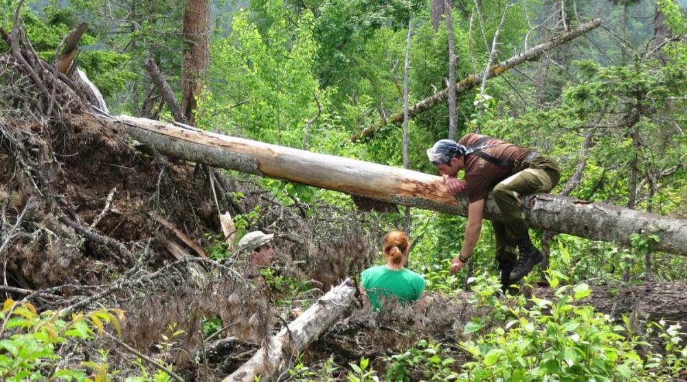 Ученые установили, что во время ураганов деревья растут быстрее – Учительская газета
