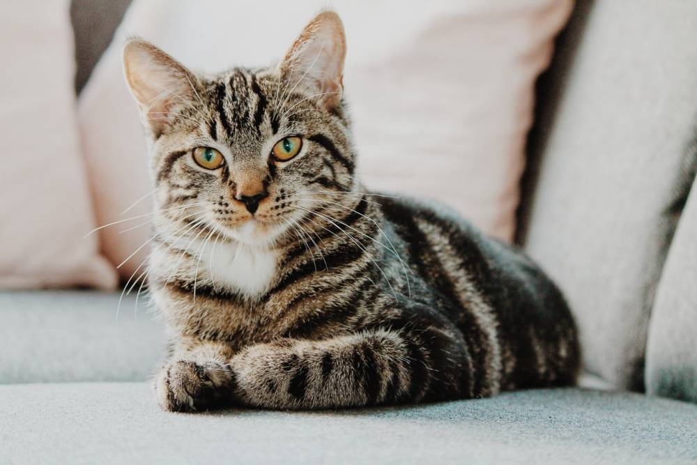 Почему нужно завести кошку: ученые назвали 8 причин