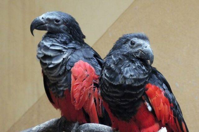 В Московском зоопарке появились редкие попугаи-«Дракулы»