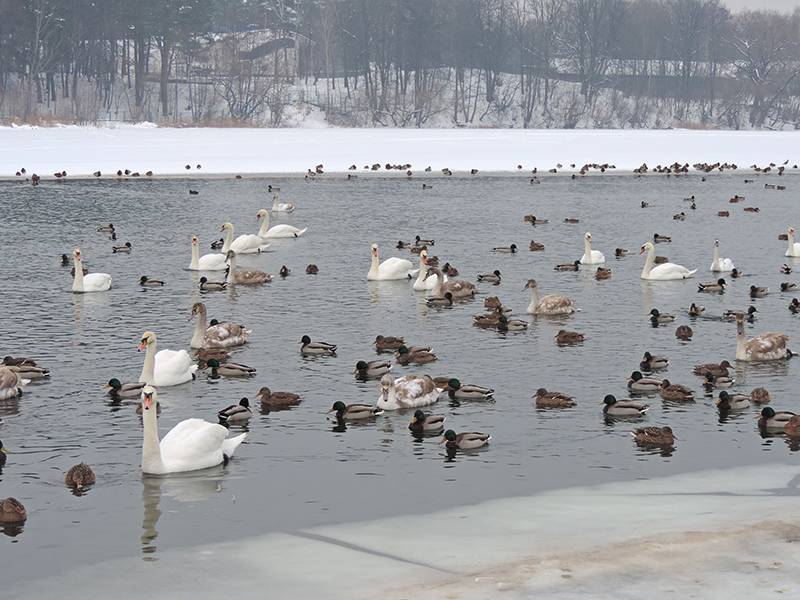 Морские чайки, гоголи и лысухи: сколько птиц зимовали в Беларуси?