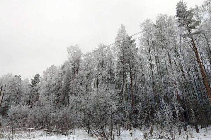 В Тверской области проводятся рейды по проверке лесных участков