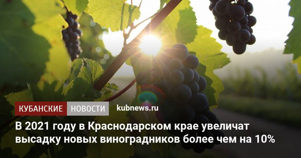 В 2021 году в Краснодарском крае увеличат высадку новых виноградников более чем на 10%