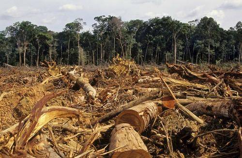 Reuters: Планете грозит катастрофическое изменение климата из-за массового уничтожения тропических лесов
