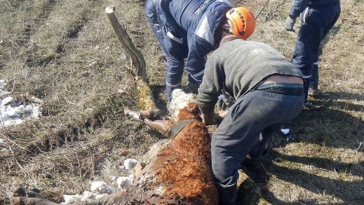 На Кубани спасли корову, которая провалилась в четырехметровый колодец