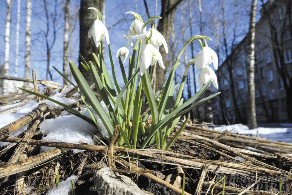 Гидрометцентр предупредил о перепадах температур в марте в Европейской части России