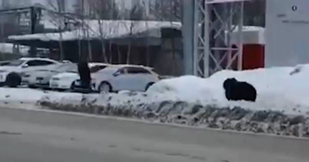 В России медведь гонялся за прохожими по улицам города (видео)