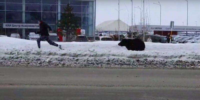 В Нижневартовске по улицам бегает медведь и гоняется за людьми - видео - ТЕЛЕГРАФ