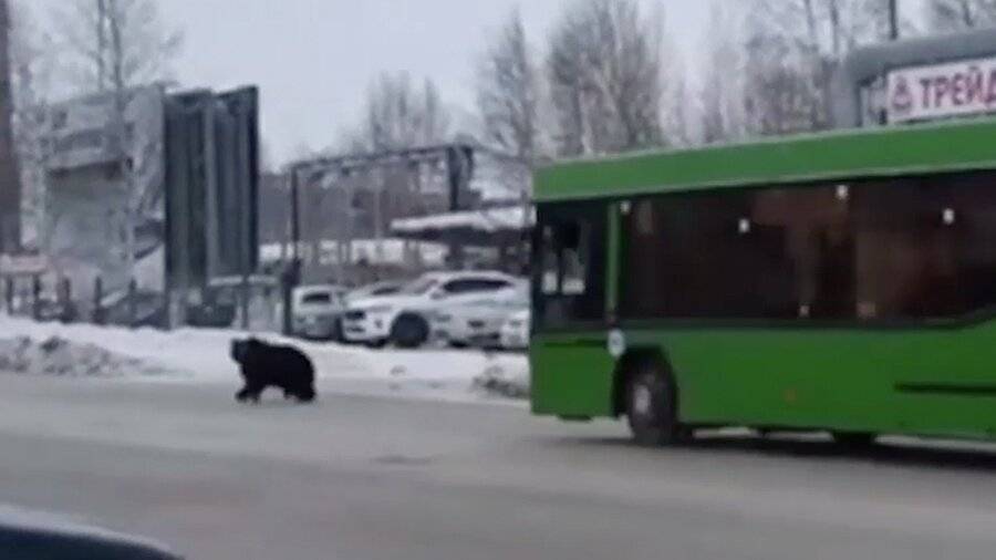 В Нижневартовске автобус преградил дорогу медведю и спас человека