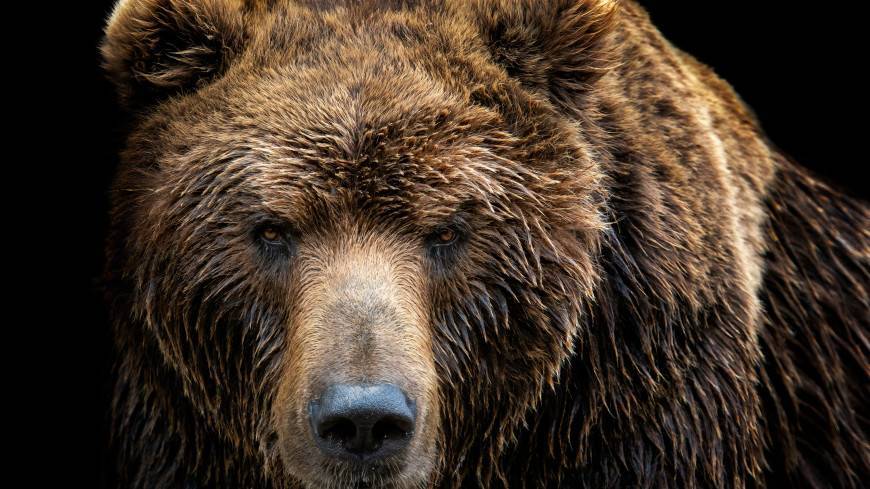 Медведь набросился на прохожего на улице в Нижневартовске (ВИДЕО)