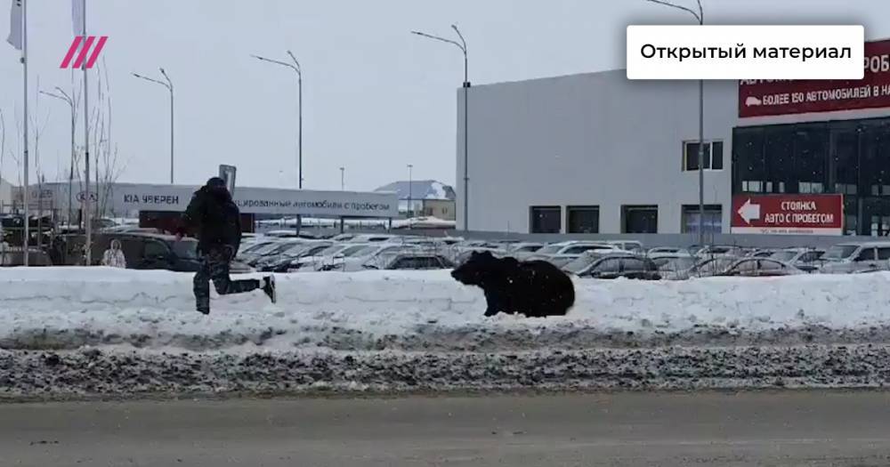 Медведица гонится за прохожим по улицам Нижневартовска. Видео