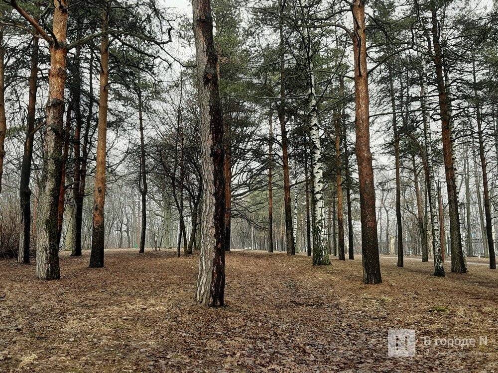 Высадка деревьев в нижегородском парке «Швейцария» начнется в апреле