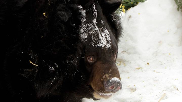 В зоопарке Екатеринбурга проснулся медведь Гай