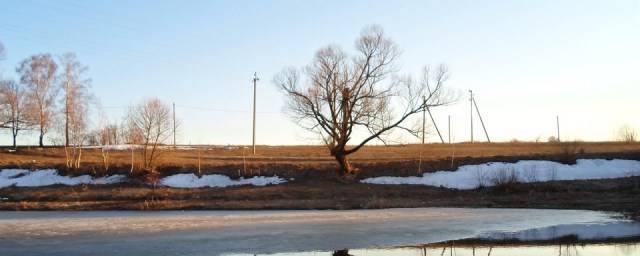 В Орловской области выберут дерево с самой причудливой формой