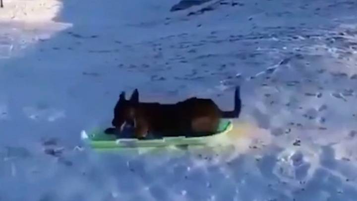 Вести. В Перми сняли на видео катающегося на ледянке с горы пса