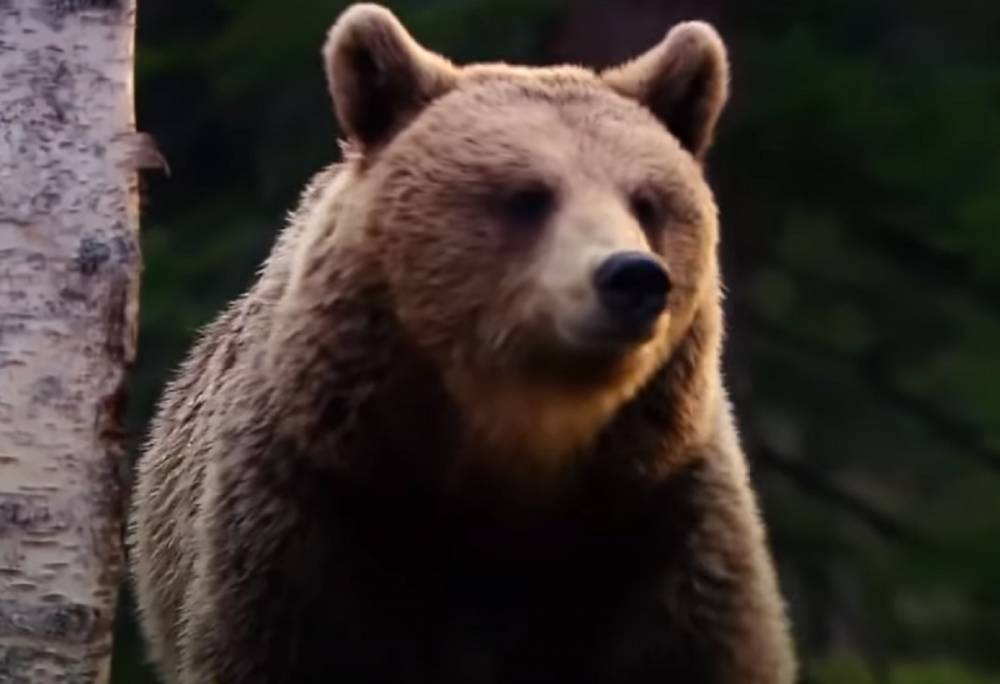 Ему бы еще матрешку и балалайку: в России дикий медведь средь бела дня гонял мужика по центру города. Видео