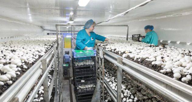 Московская область стала лидером по производству грибов в России