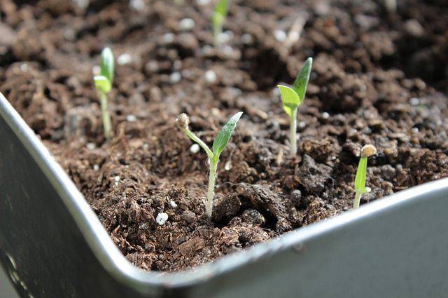 Как притормозить рост рассады томатов, перцев и баклажанов?