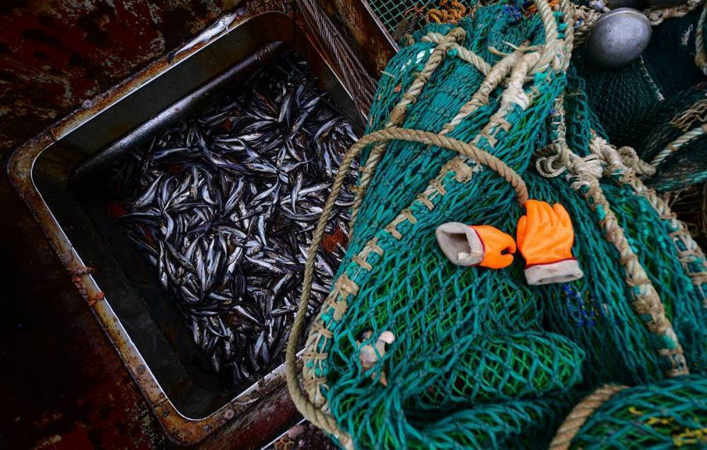 Самая дешевая рыба в России может подорожать