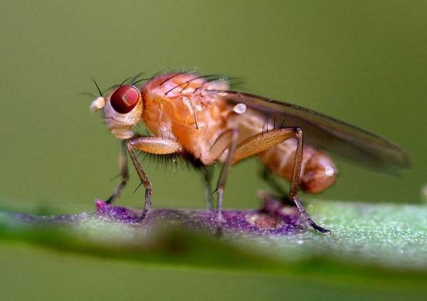 Как спят мухи в новых трудных условиях, к которым нужно приспосабливаться — ученые рассказали