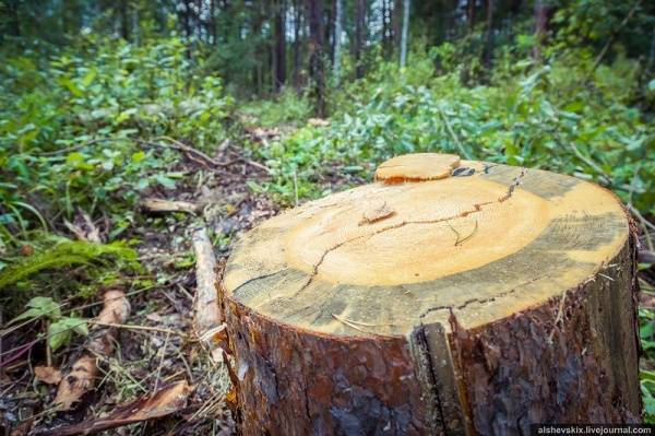 Правительство увеличит сроки компенсации вырубленного при строительстве леса с года до трех