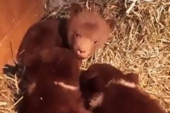 Троих медвежат-сирот из Карелии ждут в Тверской области