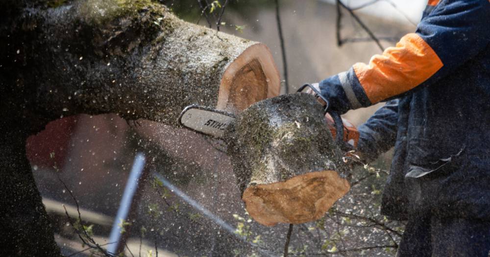 Для строительства платной дороги в Калининграде вырубят деревья на 89 гектарах