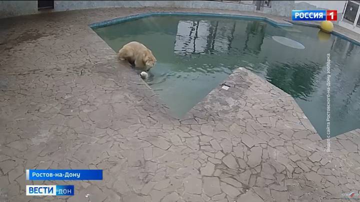 Ростовский зоопарк поделился кадрами купания белого медвежонка
