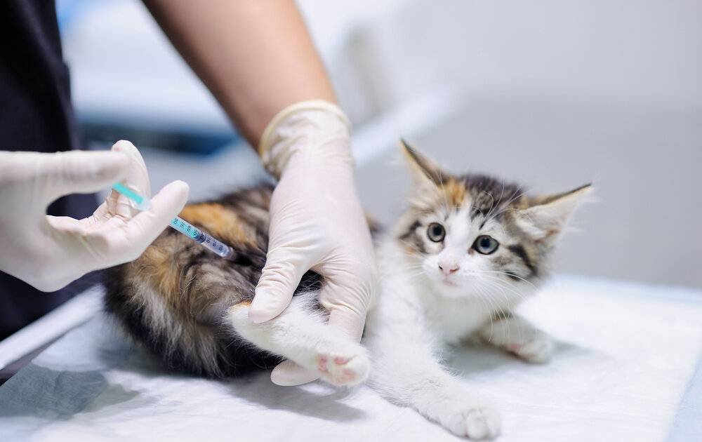 Российская вакцина от COVID-19 для животных появится уже в конце апреля