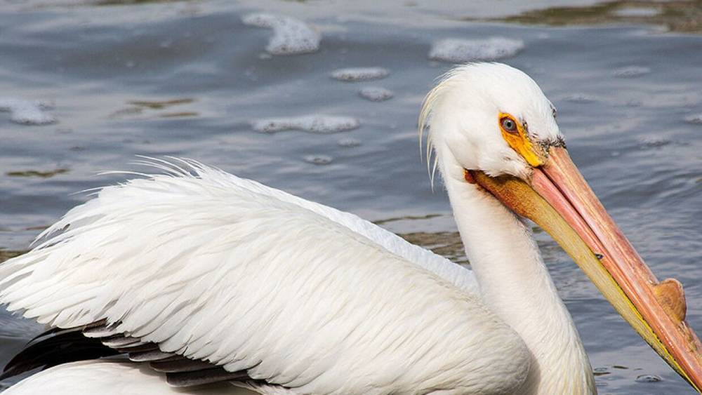 СК и прокуратура выясняют подробности массовой гибели пеликанов в Дагестане