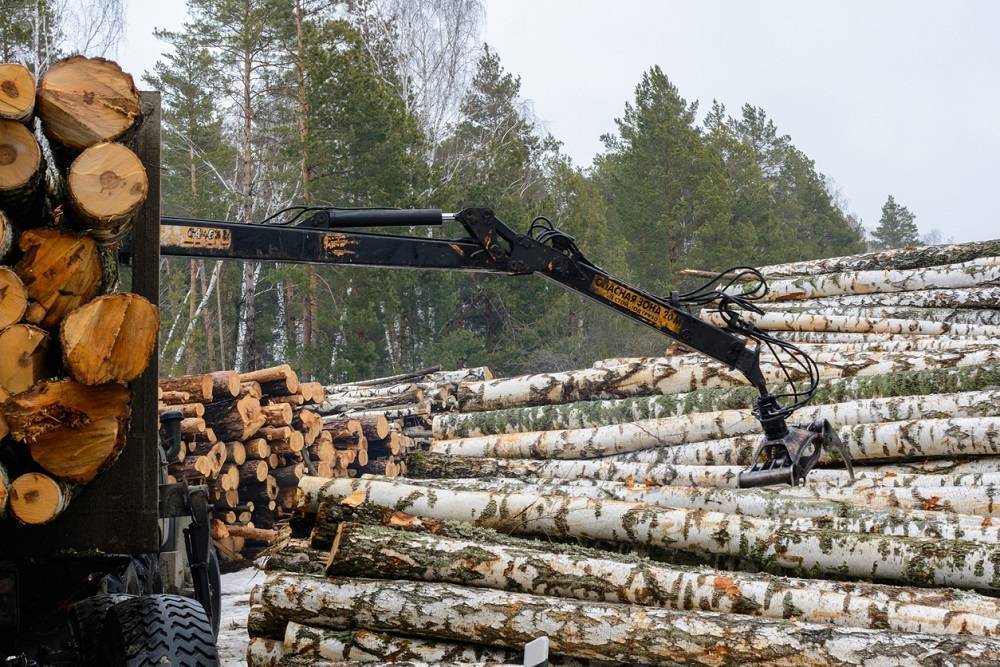 В России предложили создать министерство лесного хозяйства