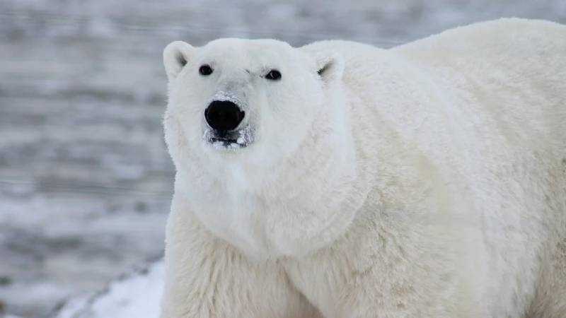 Белая медведица пыталась сбежать из Пермского зоопарка и была снята на видео