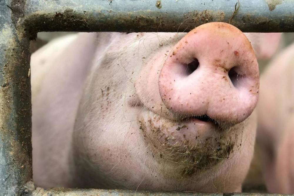 Подложили свинью: опочанку, выступившую против свинокомплексов, затаскали по судам
