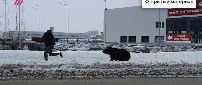 Медведь гоняется за прохожими прямо на улицах российского города. ВИДЕО