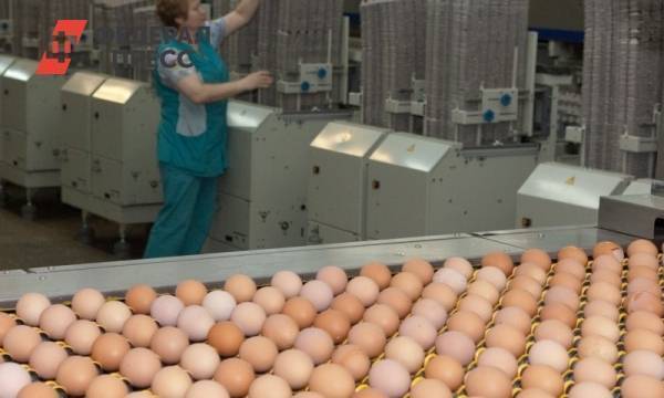 Яйца, деньги и скандалы: чем живет крупнейшая тюменская птицефабрика