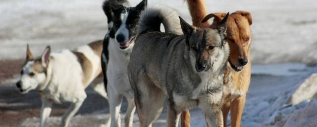 На Камчатке будут судить чиновницу из-за смерти мальчика от укусов бродячих собак