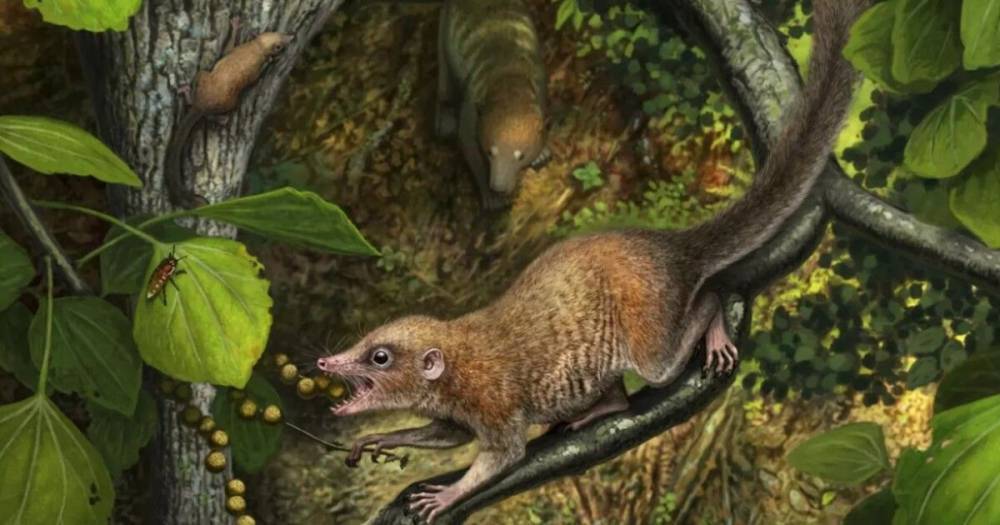 Древние предки человека ходили по Земле вместе с динозаврами, – ученые